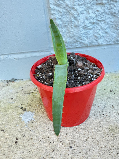 Aloe Hybrid Thraskii  130mm