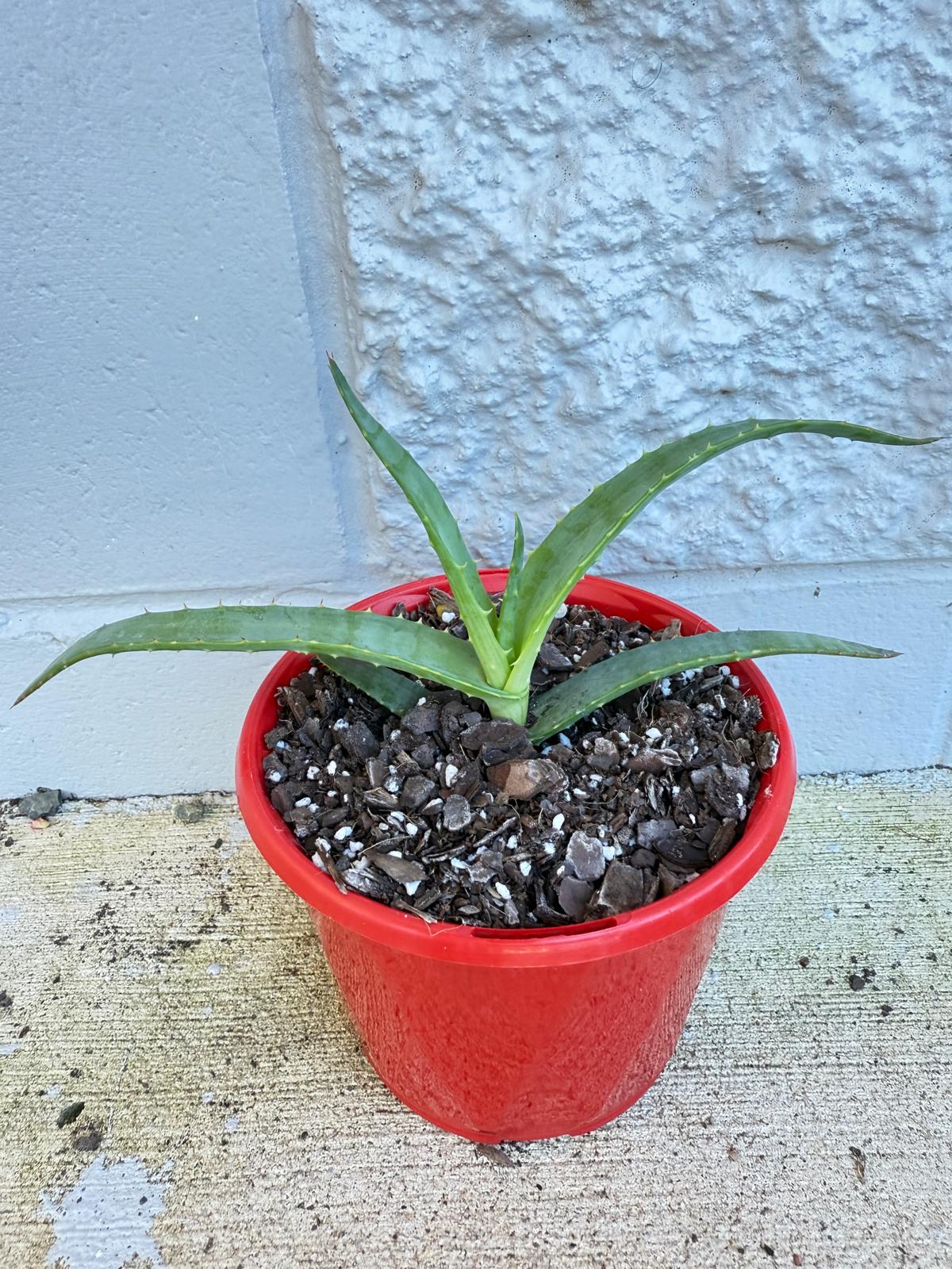 Aloe Hybrid Thraskii  130mm