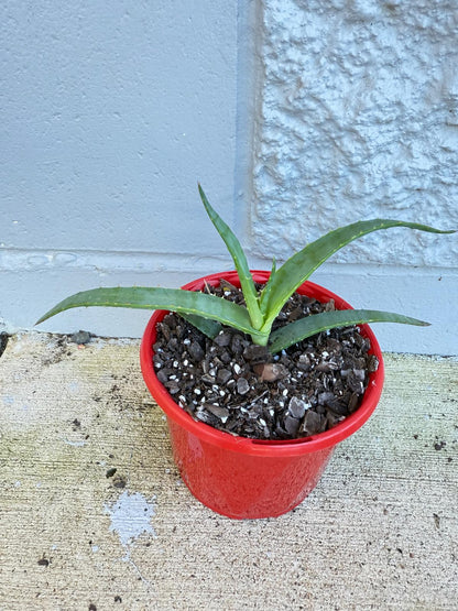 Aloe Hybrid Thraskii  130mm