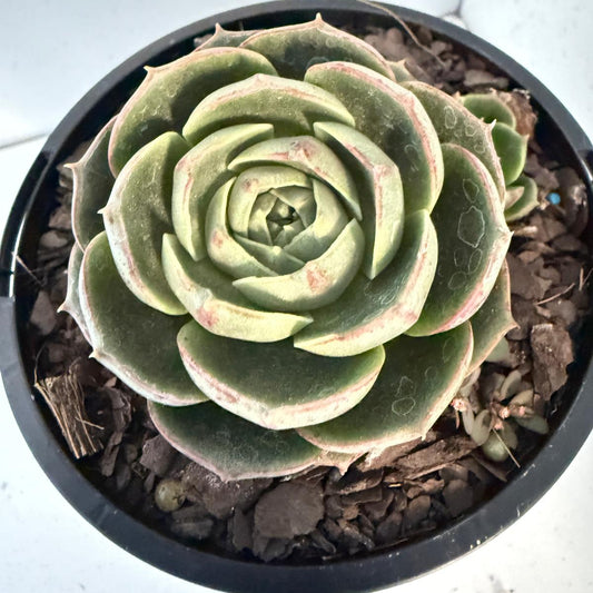 Echeveria Longissima 100mm