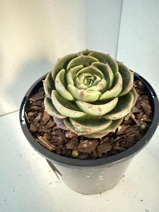 Echeveria Longissima 100mm