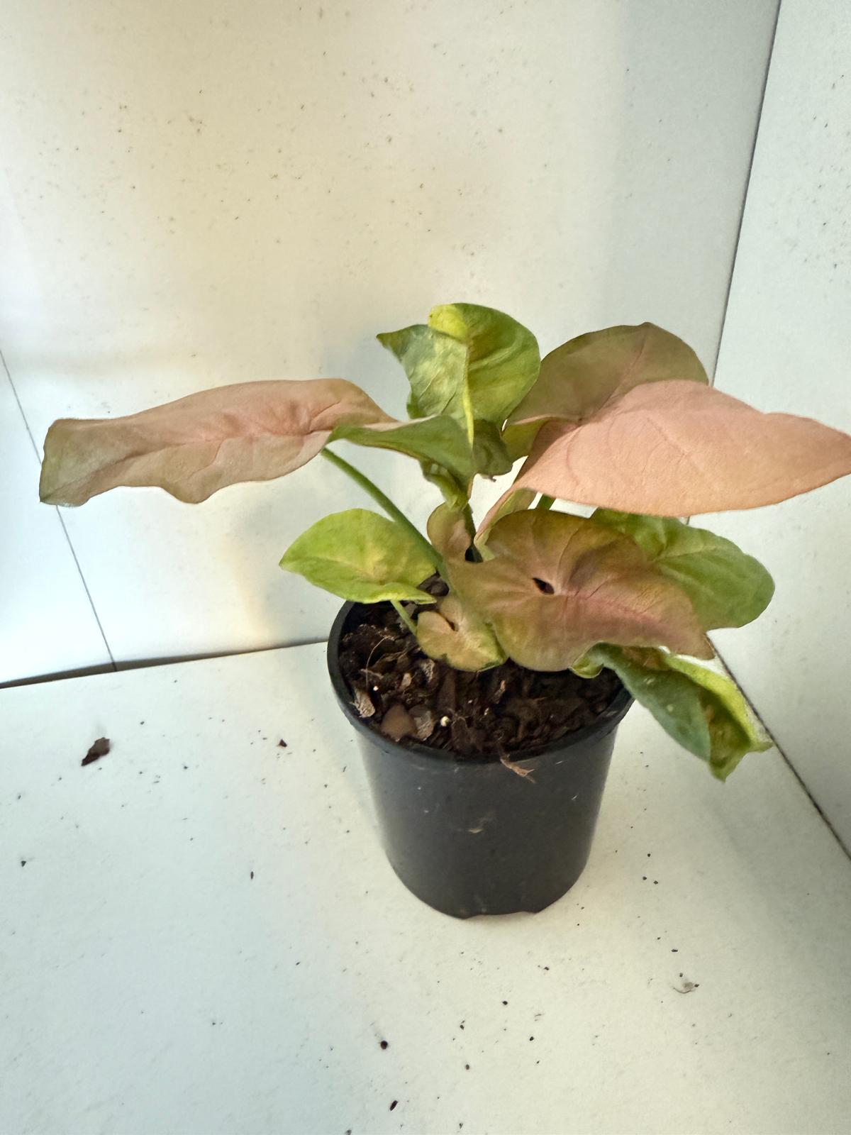 Syngonium Neon -100mm Pot Size Plant- Bare Root