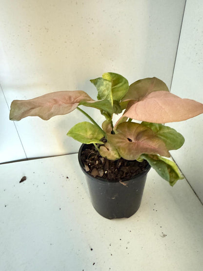 Syngonium Neon -100mm Pot Size Plant- Bare Root