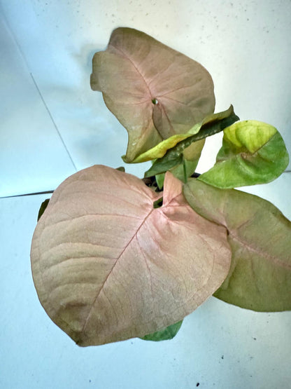 Syngonium Neon -100mm Pot Size Plant- Bare Root