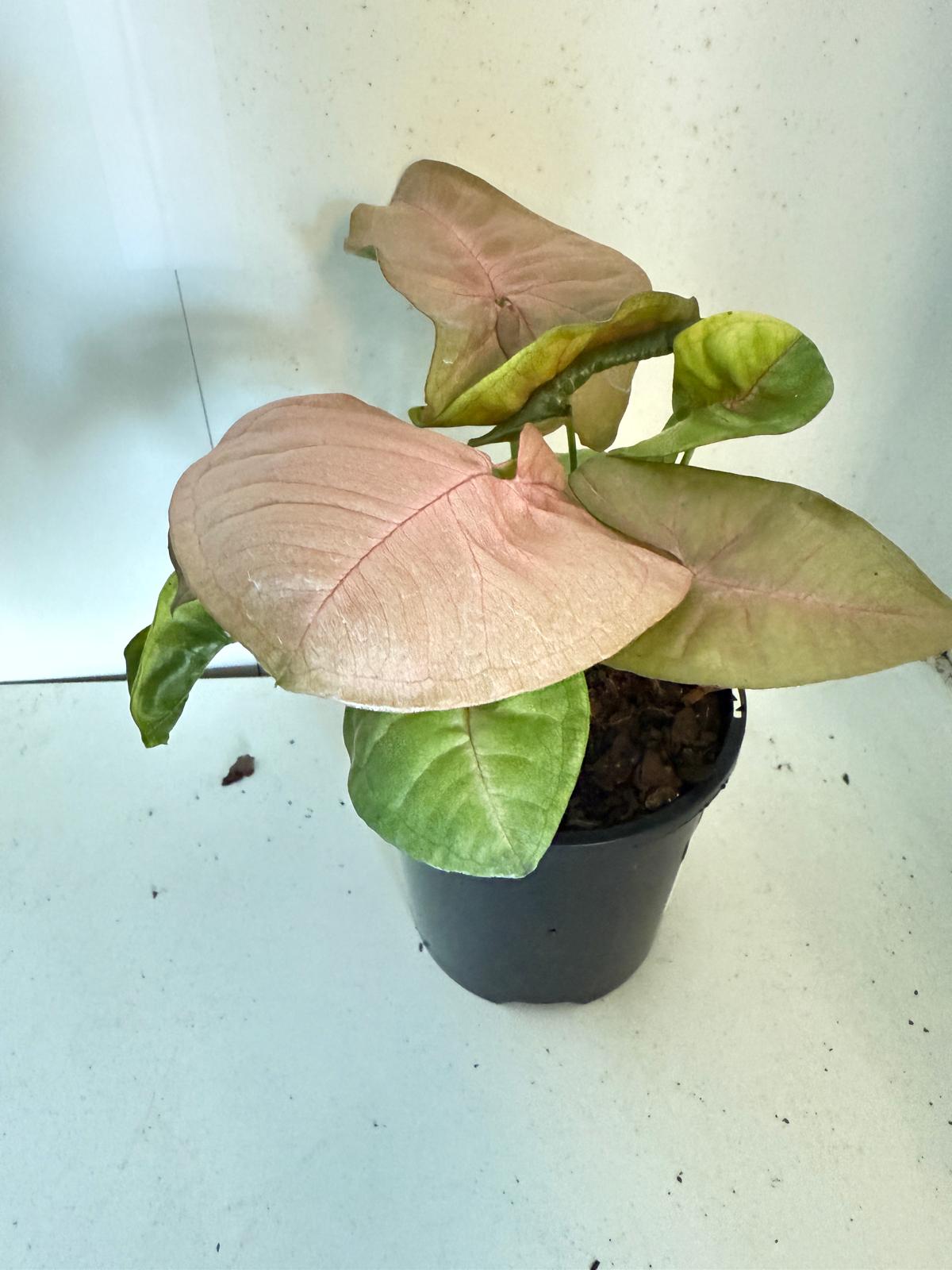 Syngonium Neon -100mm Pot Size Plant- Bare Root