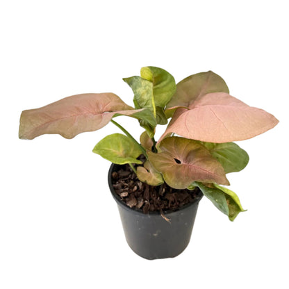 Syngonium Neon -100mm Pot Size Plant- Bare Root