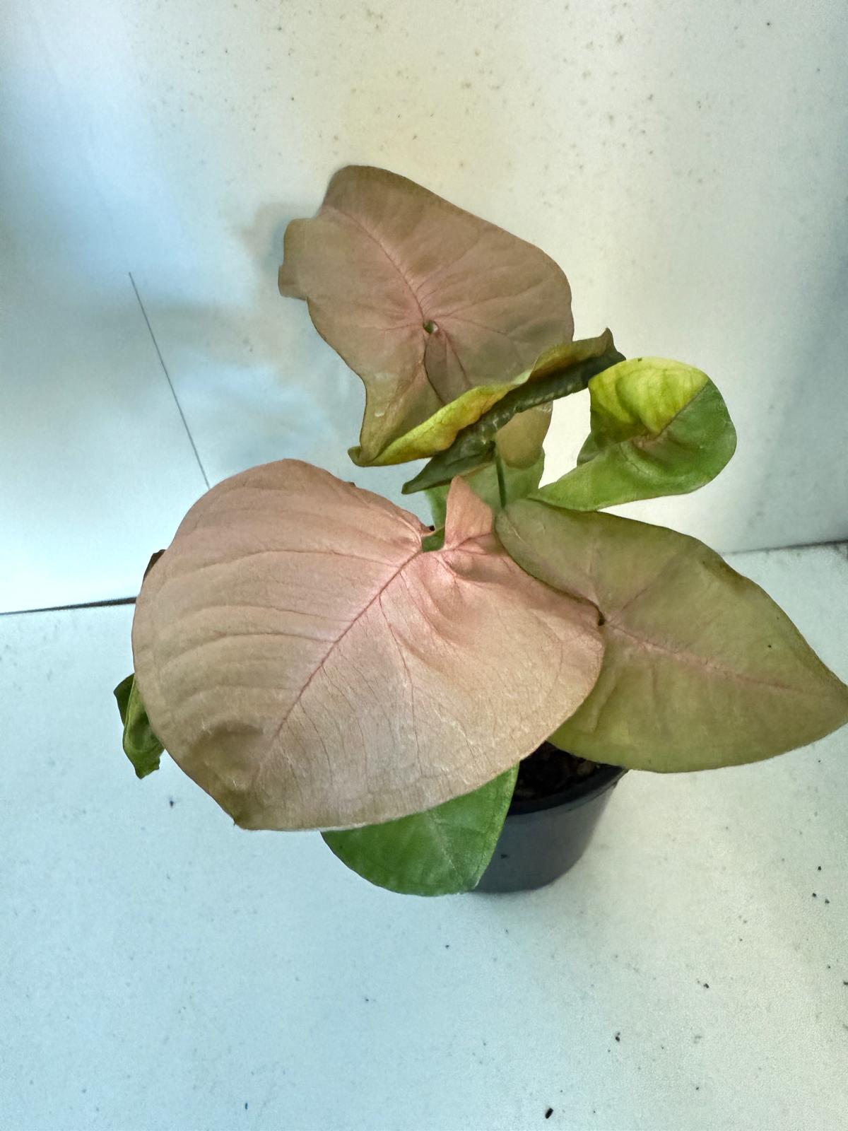 Syngonium Neon -100mm Pot Size Plant- Bare Root