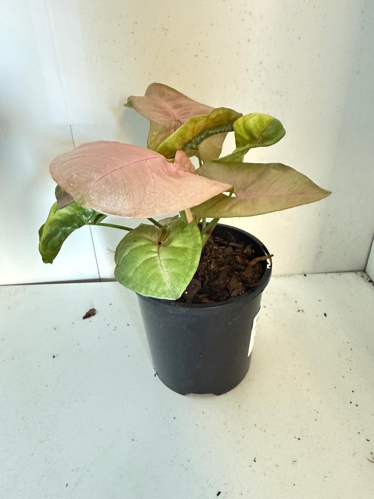 Syngonium Neon -100mm Pot Size Plant- Bare Root