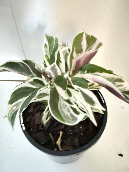 Calathea White Fusion 100mm