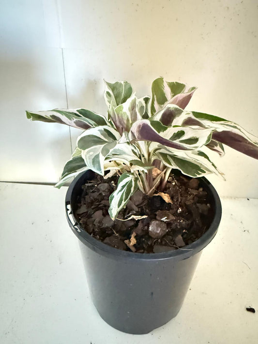 Calathea White Fusion 100mm