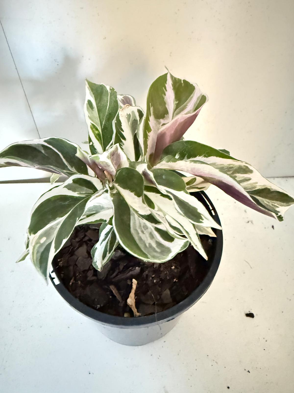 Calathea White Fusion 100mm