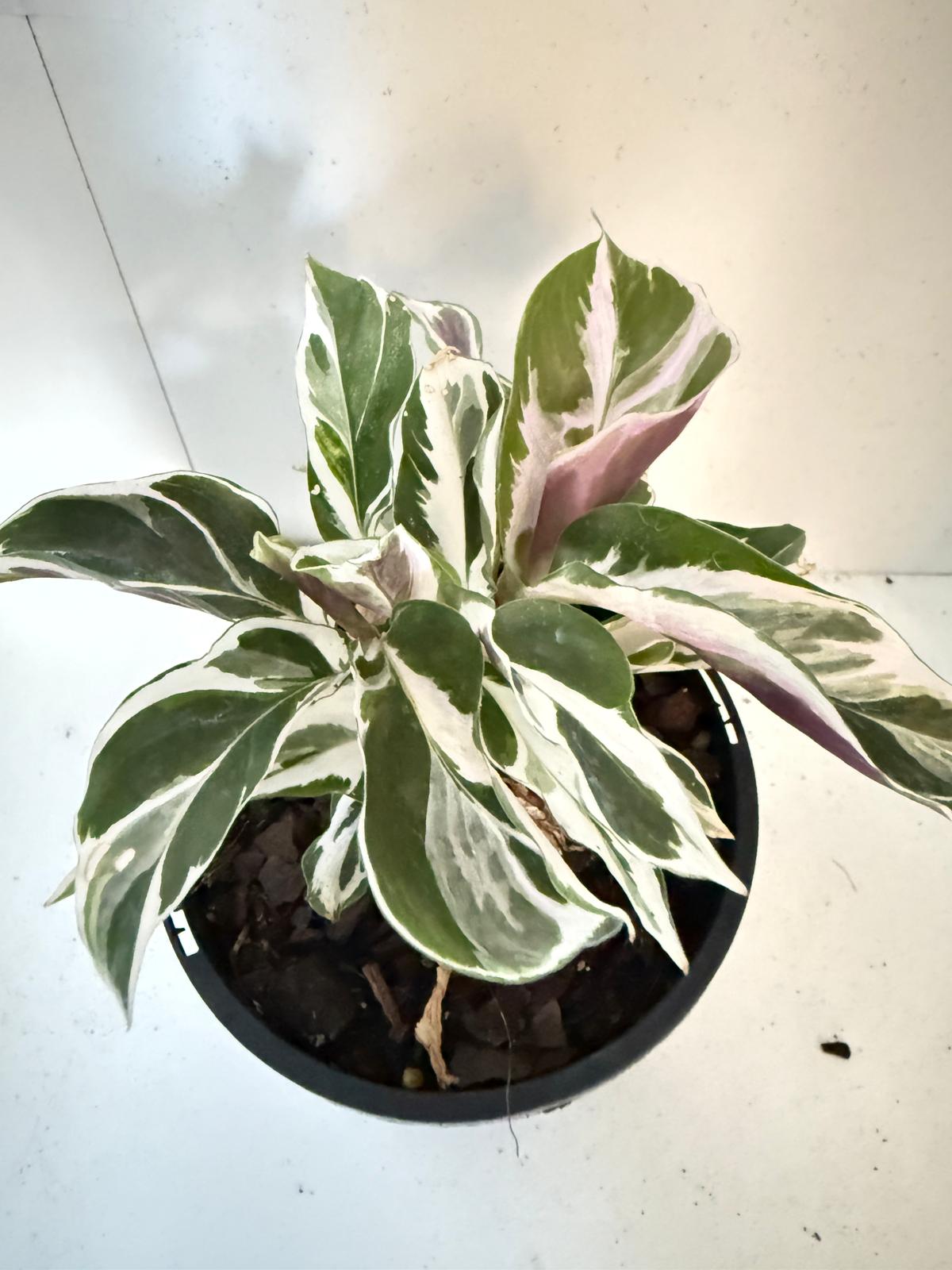 Calathea White Fusion 100mm