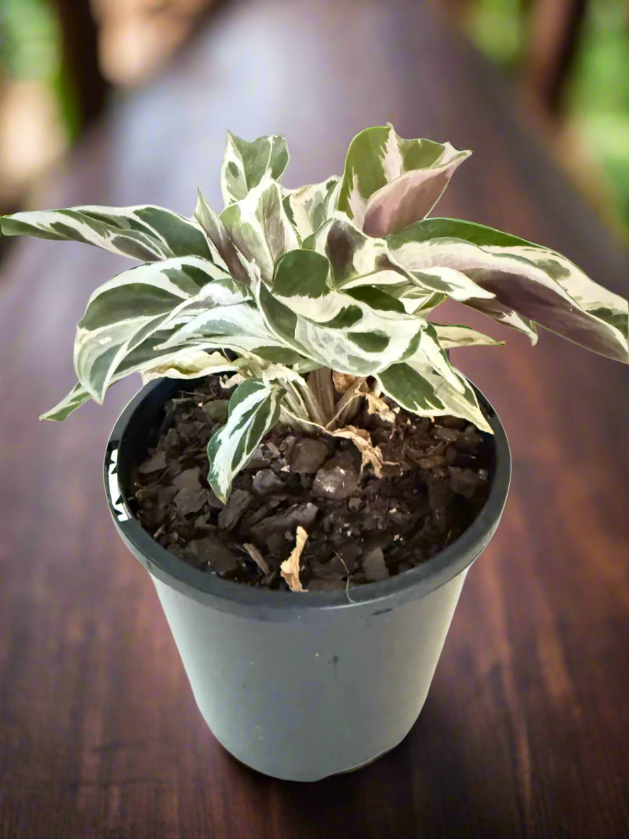 Calathea White Fusion 100mm