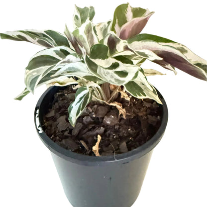 Calathea White Fusion 100mm