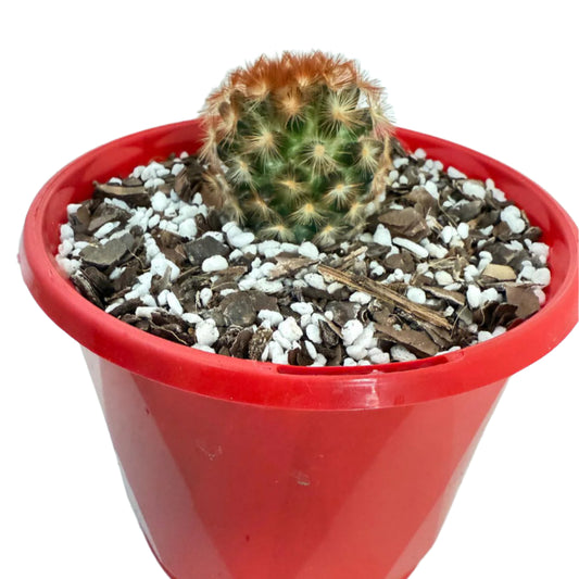 Cacti - Pincushion Cactus Mammillaria Carmenea -130mm
