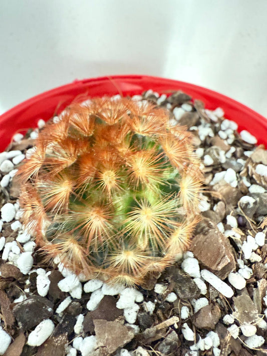 Cacti - Pincushion Cactus Mammillaria Carmenea -130mm