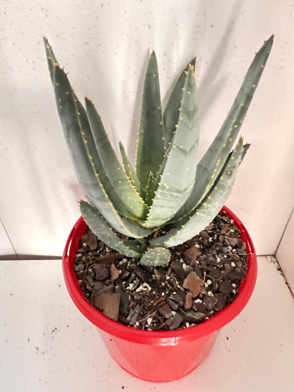 Aloe Hybrid Ramosissima 130mm