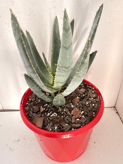 Aloe Hybrid Ramosissima 130mm