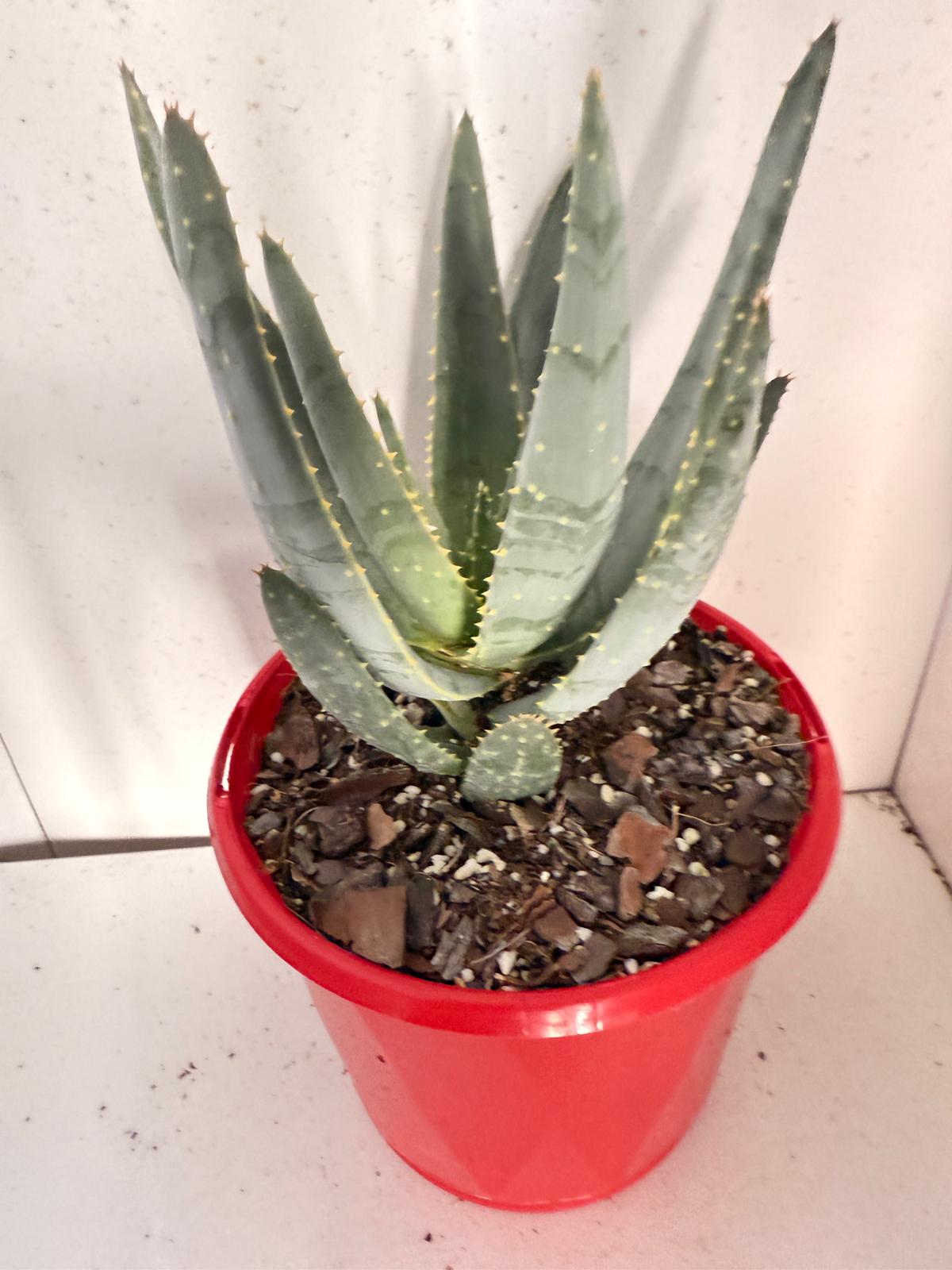 Aloe Hybrid Ramosissima 130mm