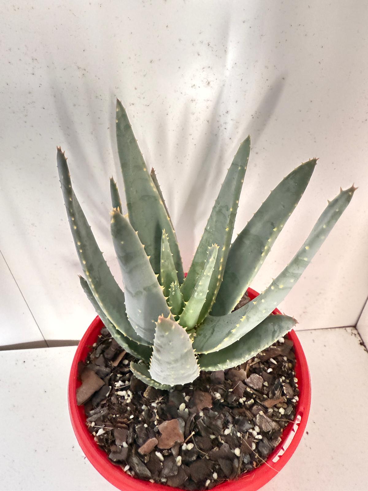 Aloe Hybrid Ramosissima 130mm