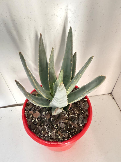 Aloe Hybrid Ramosissima 130mm