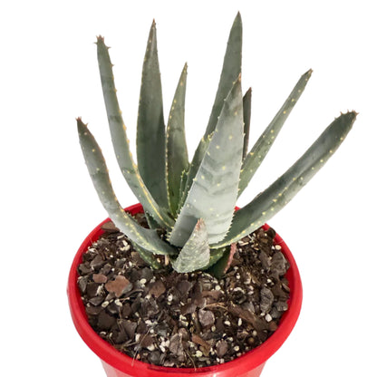 Aloe Hybrid Ramosissima 130mm