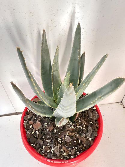 Aloe Hybrid Ramosissima 130mm