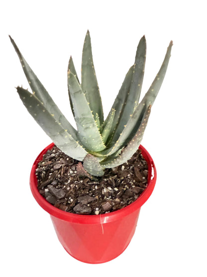 Aloe Hybrid Ramosissima 130mm