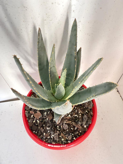 Aloe Hybrid Ramosissima 130mm