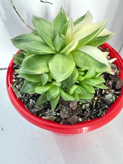 Haworthia Cymbiformis Variegated #202