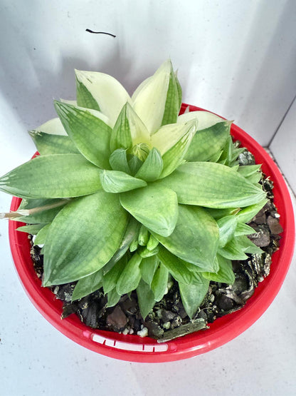 Haworthia Cymbiformis Variegated #202