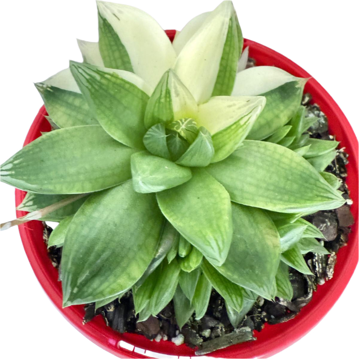 Haworthia Cymbiformis Variegated #202