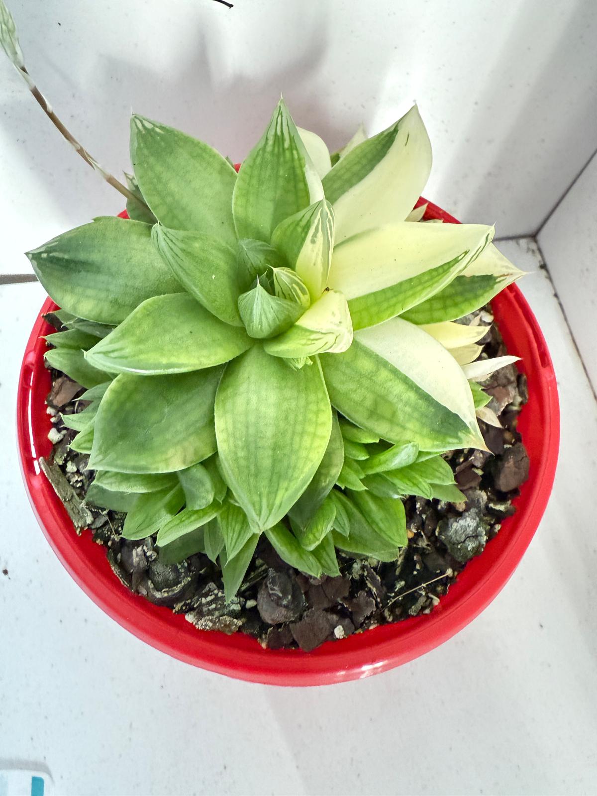 Haworthia Cymbiformis Variegated #202