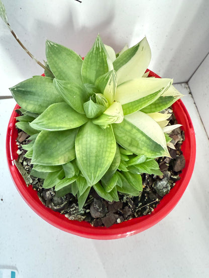 Haworthia Cymbiformis Variegated #202