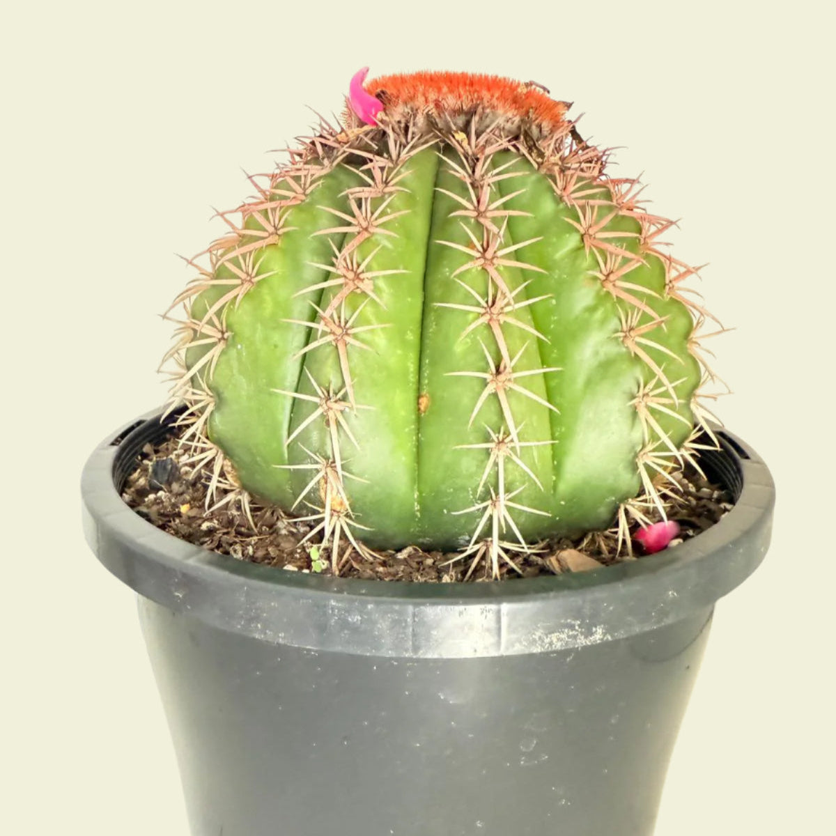 anthurium cephalium artiodactyla Buy Melocactus 'Turk's Cap'