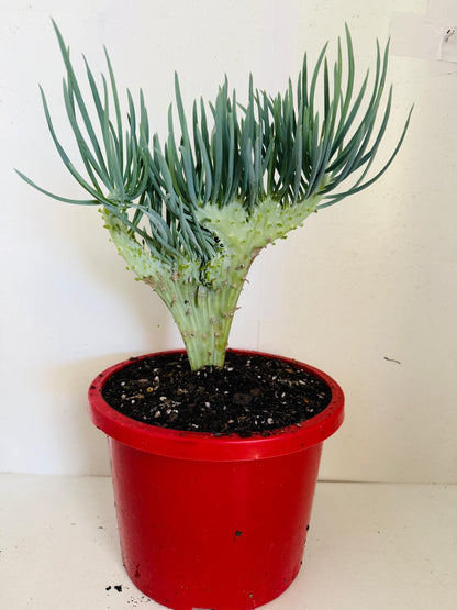 Mermaid Tail : Crested Senecio Talinoides - Narrow Leaf Chalk Stick #407