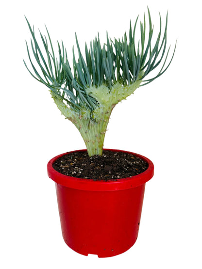 Mermaid Tail : Crested Senecio Talinoides - Narrow Leaf Chalk Stick #407