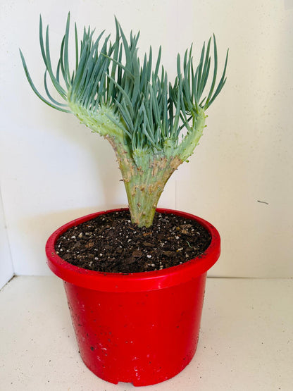 Mermaid Tail : Crested Senecio Talinoides - Narrow Leaf Chalk Stick #407