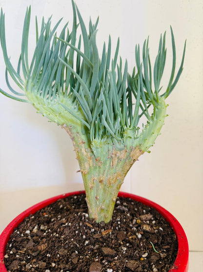 Mermaid Tail : Crested Senecio Talinoides - Narrow Leaf Chalk Stick #407