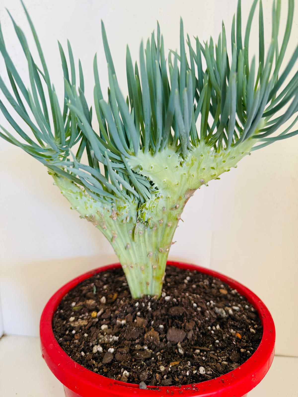 Mermaid Tail : Crested Senecio Talinoides - Narrow Leaf Chalk Stick #407