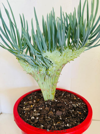 Mermaid Tail : Crested Senecio Talinoides - Narrow Leaf Chalk Stick #407