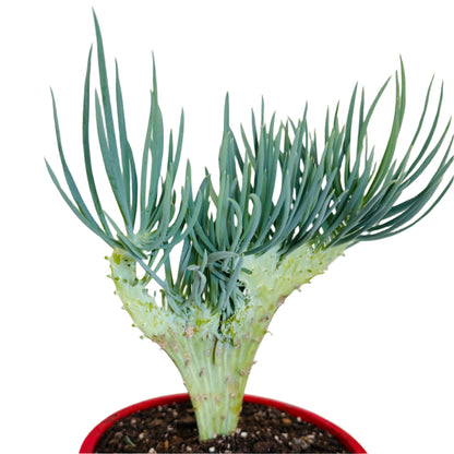 Mermaid Tail : Crested Senecio Talinoides - Narrow Leaf Chalk Stick #407