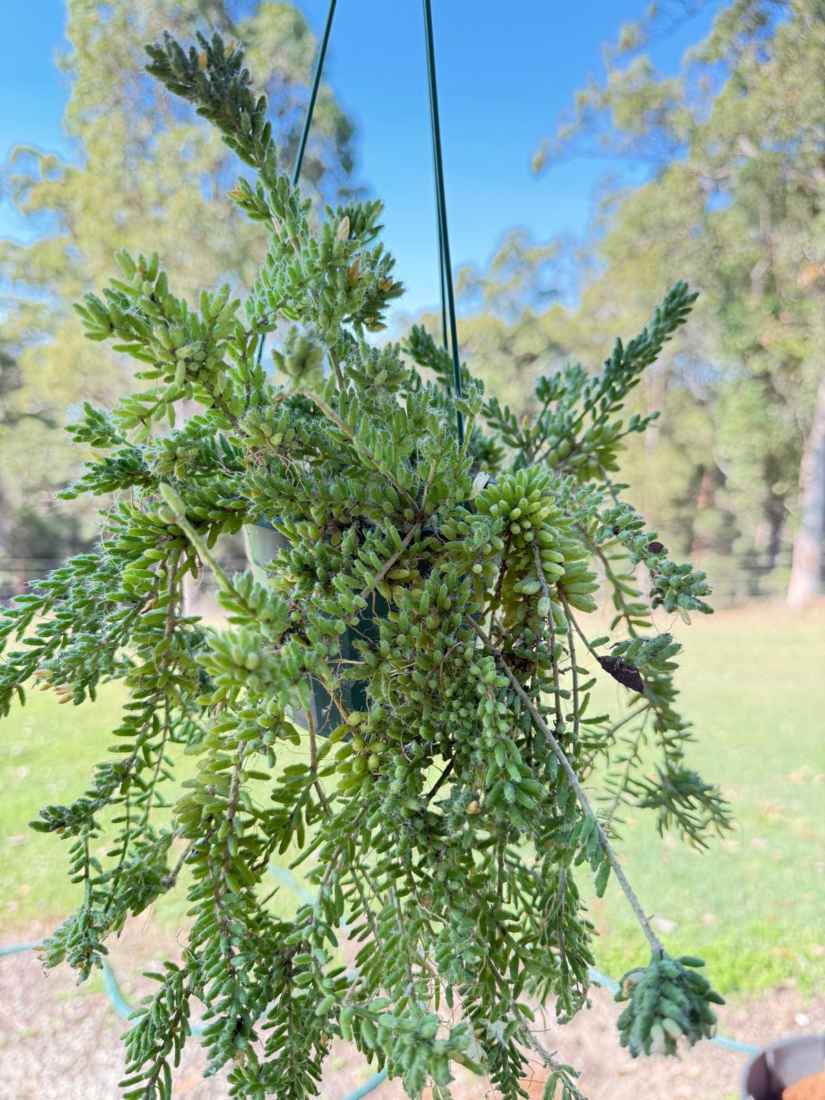 Rhipsalis Mesembryanthemoides