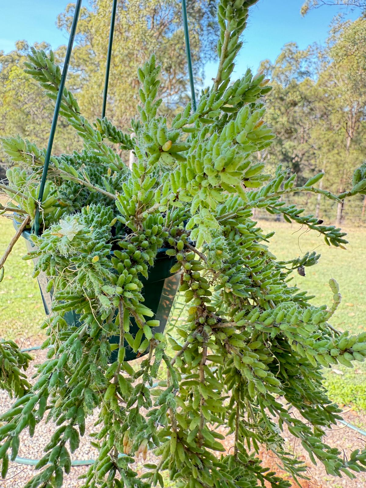 Rhipsalis Mesembryanthemoides