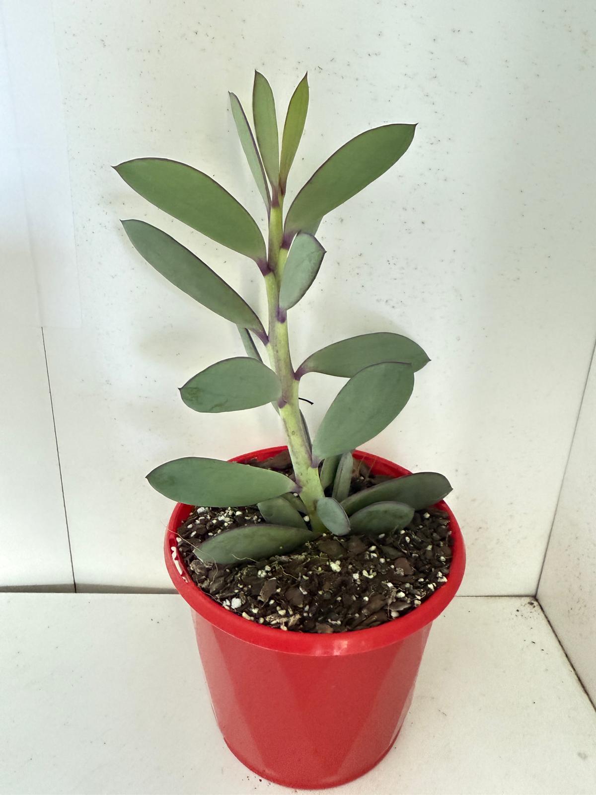 vertical leaf succulent Buy Senecio crassissimus