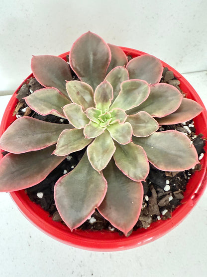 Echeveria Painted Frills-130mm