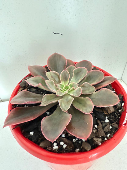 Echeveria Painted Frills-130mm