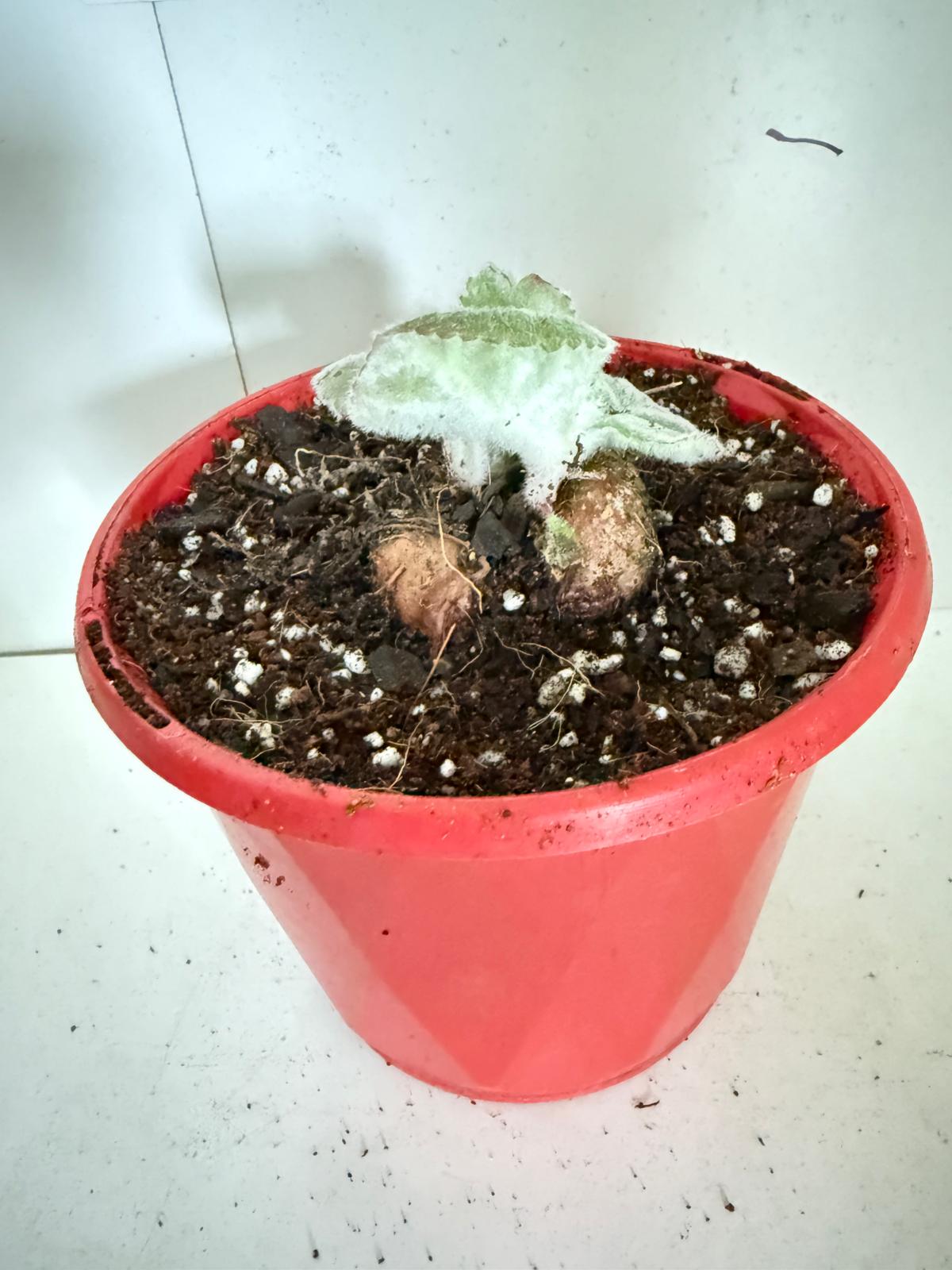 Brazilian Edelweiss-130mm pot Size