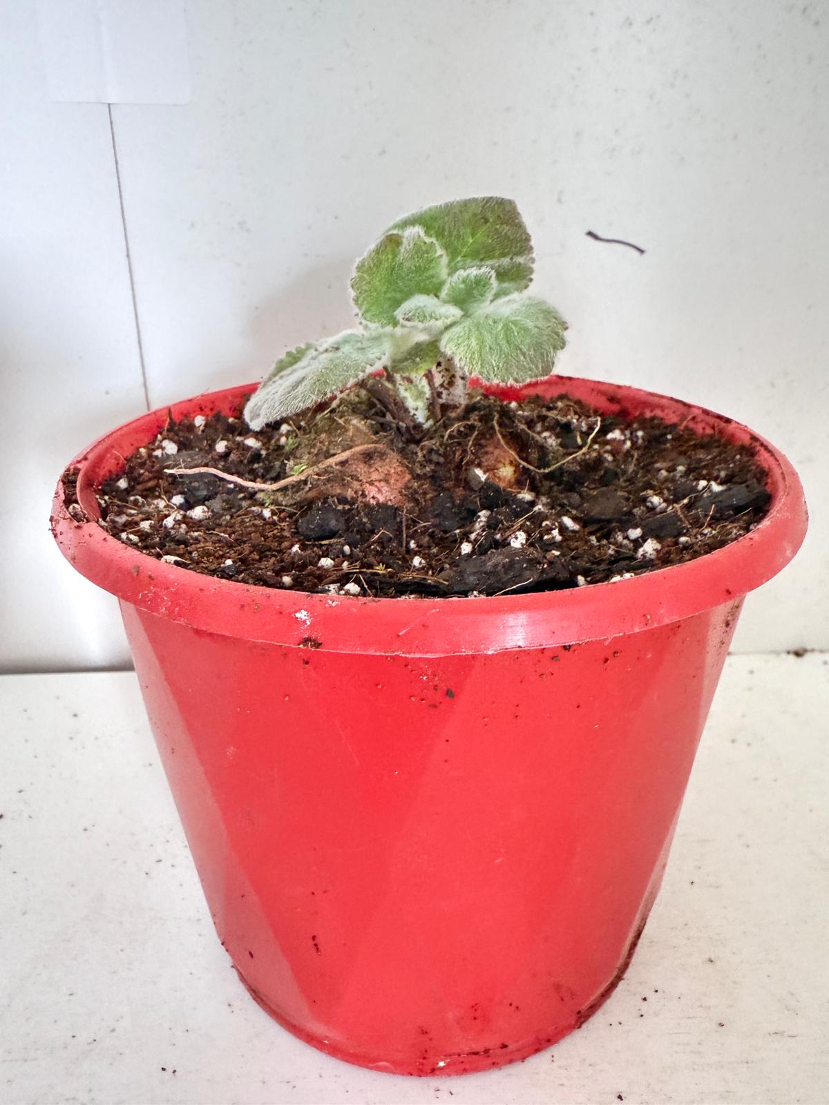Brazilian Edelweiss-130mm pot Size