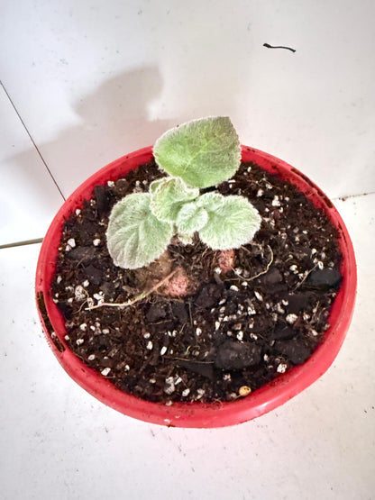 Brazilian Edelweiss-130mm pot Size